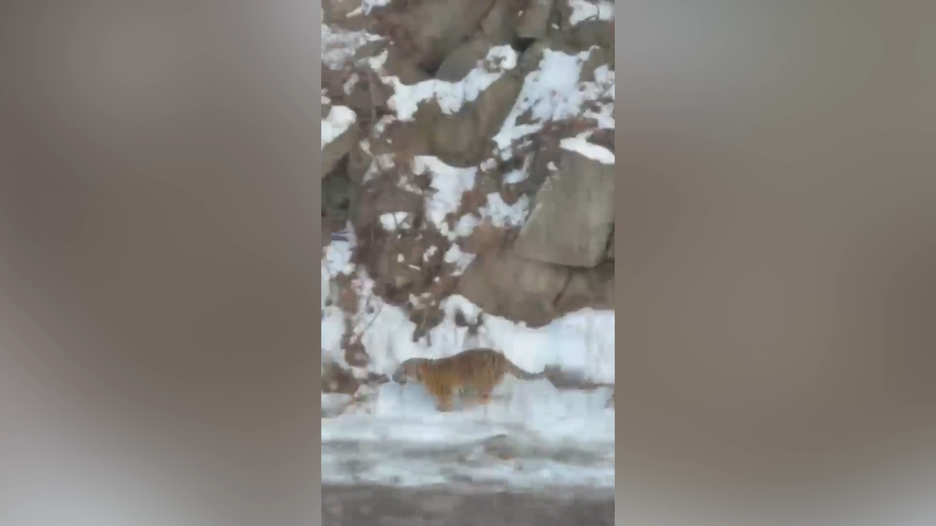 A wide frame from the video showing a tiger crossing the snowy road in front of the car, without close-up imagery.