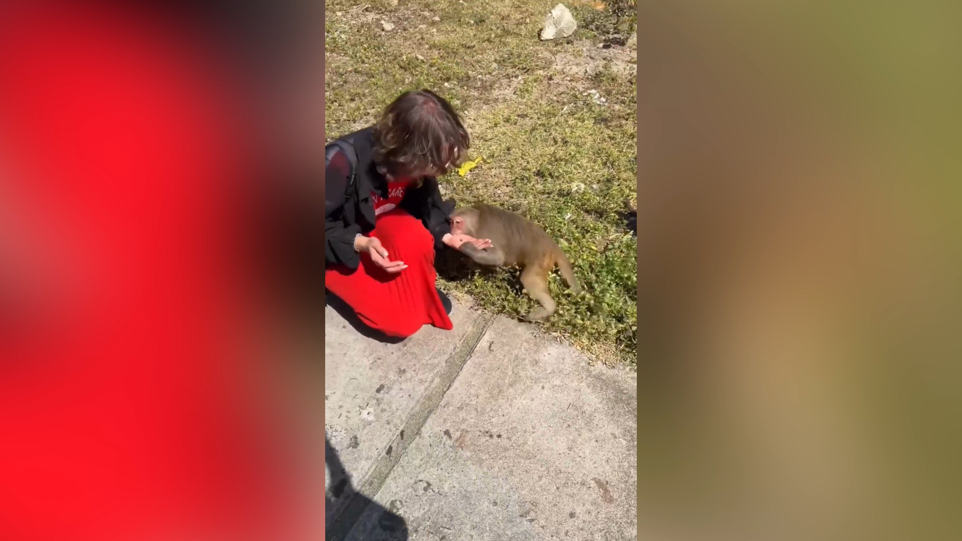 A still frame from the video showing the monkey near the tourist’s outstretched hand, avoiding close-up or graphic detail.