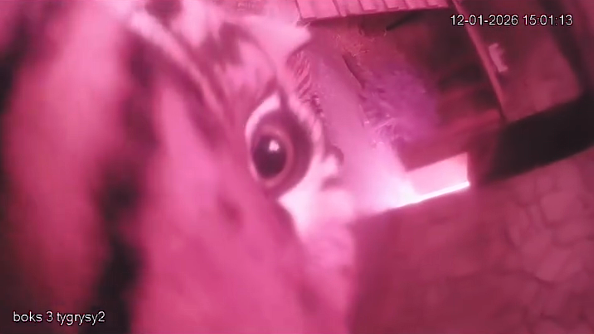 A still frame from the video showing the tigress standing on her hind legs reaching toward a surveillance camera inside the enclosure.