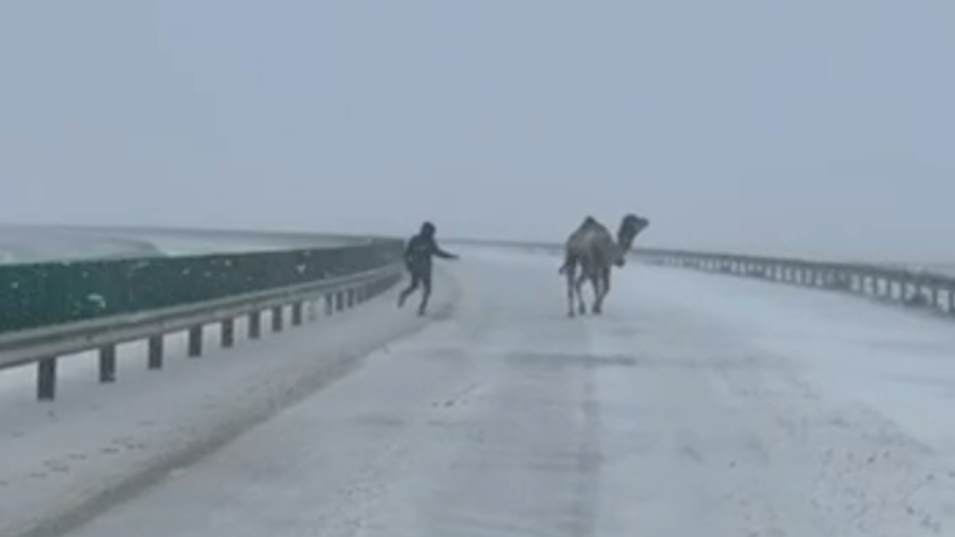 A still frame from the video showing the camel standing on the highway with police vehicles managing traffic in the background.