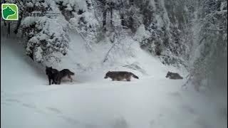 A still frame from the night-vision camera showing wolves walking through the snow-covered forest within Plitvice Lakes National Park.