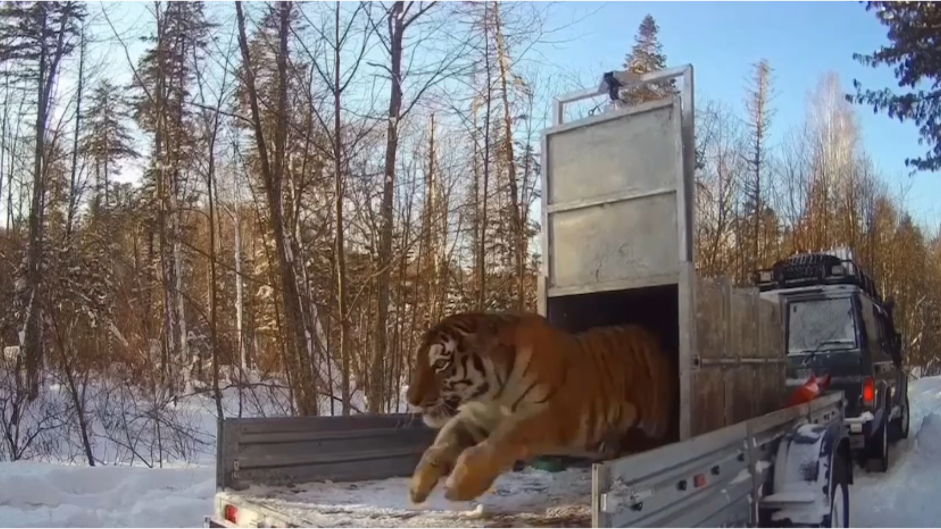 A wide frame showing the tigress and cubs moving into forested terrain during their release.